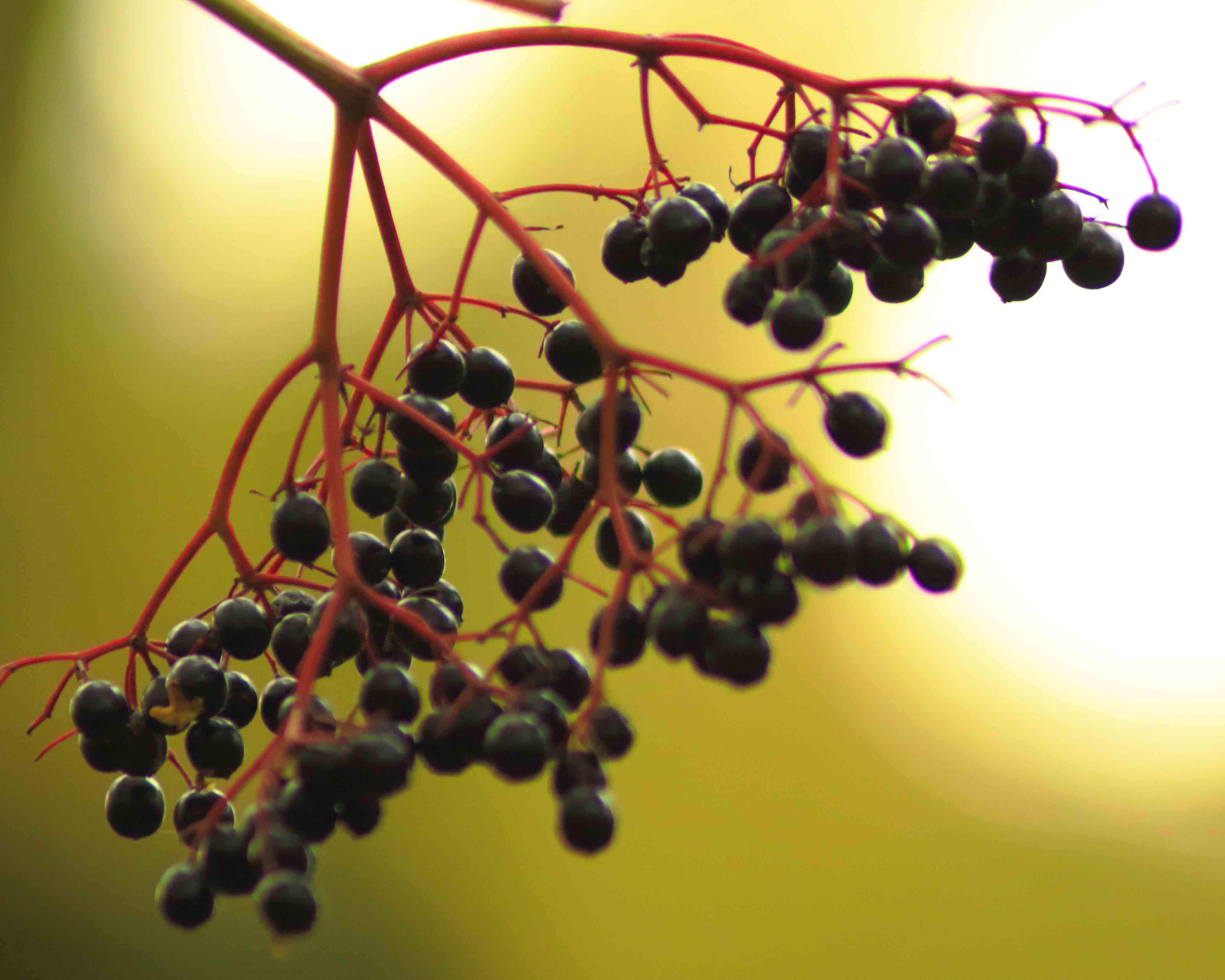 Elderberries