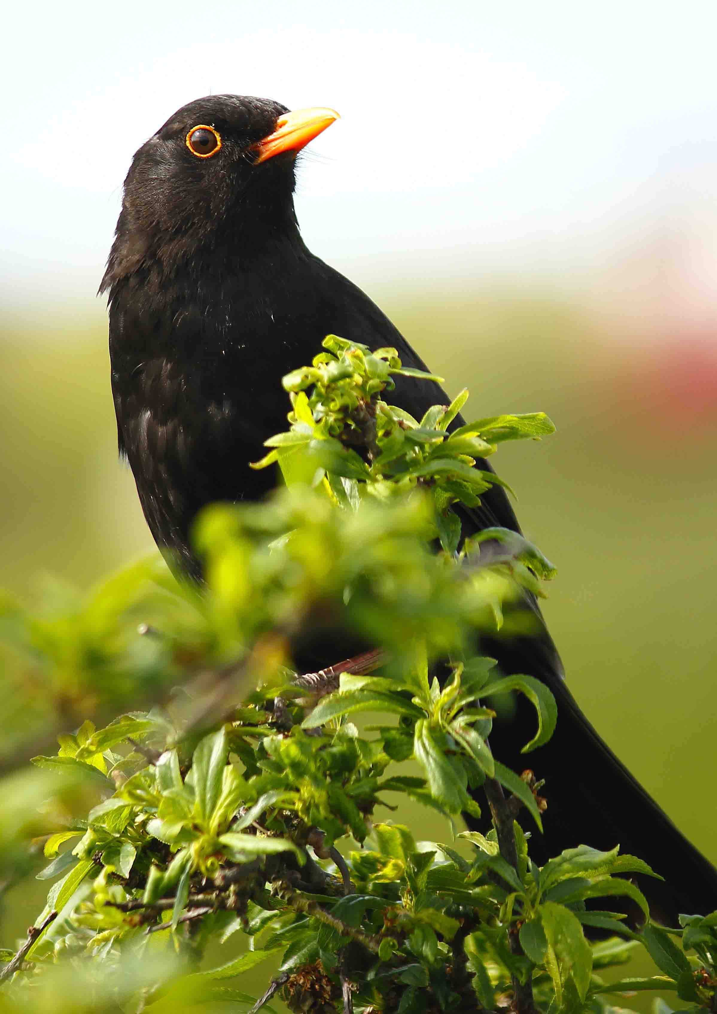 Blackbird