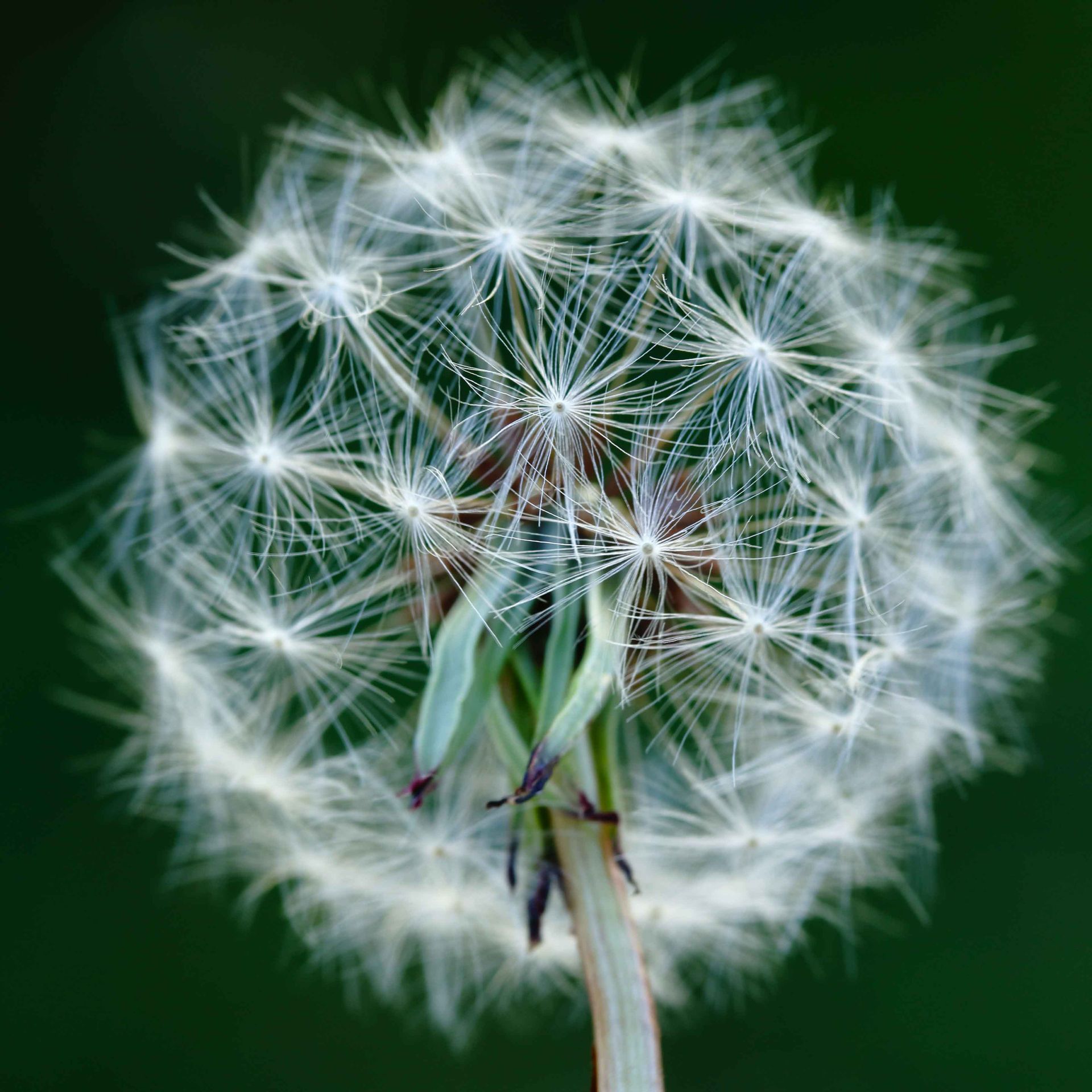 Dandelion
