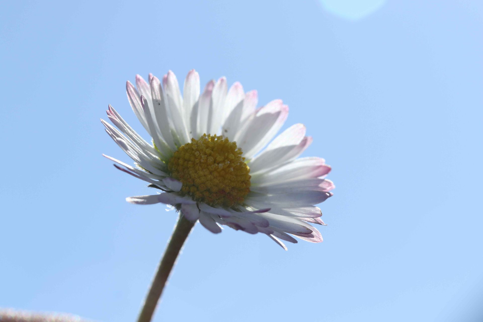 Daisy