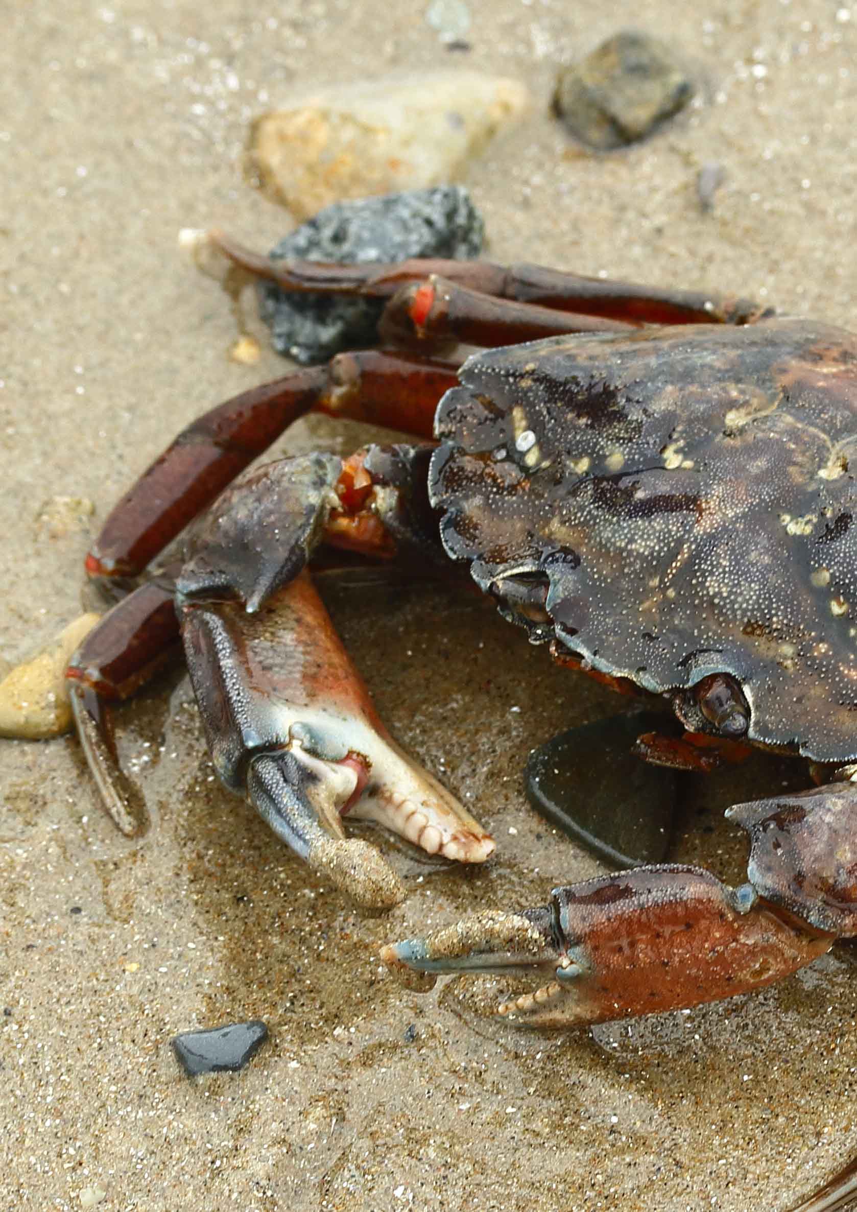 Common Shore Crab