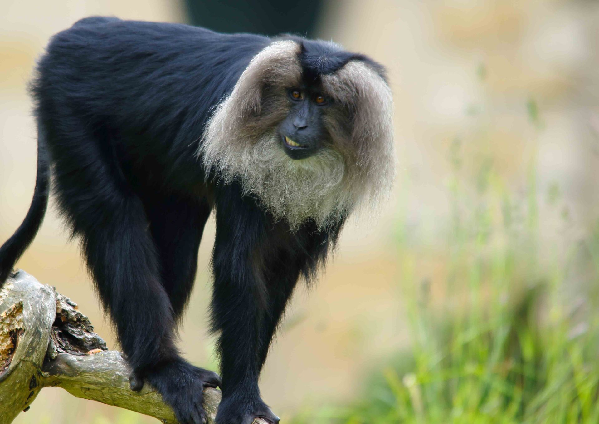 Lion Tailed Macaque