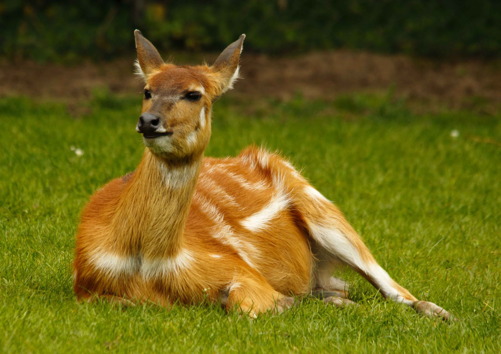 Sitatunga