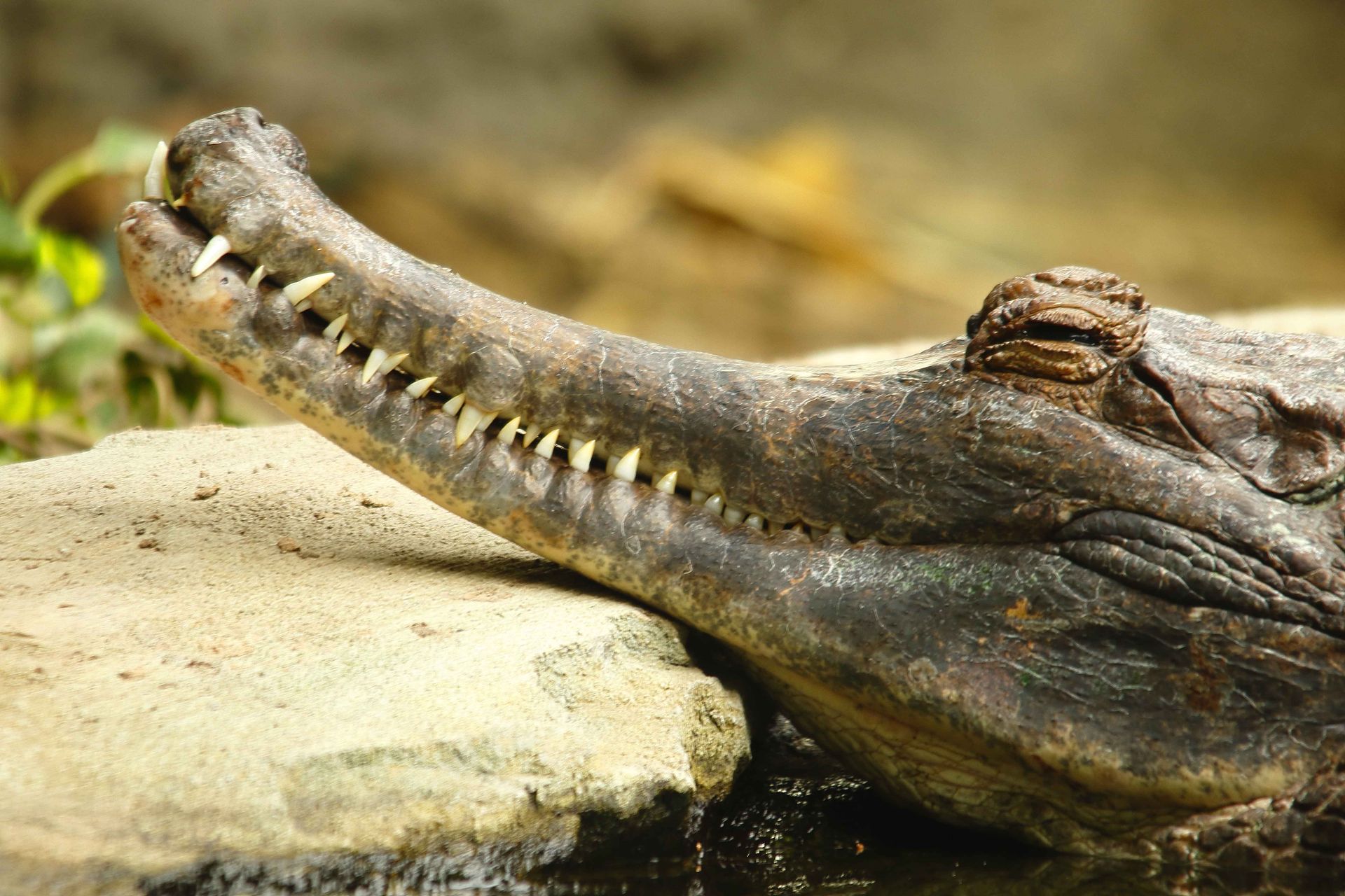Crocodile
