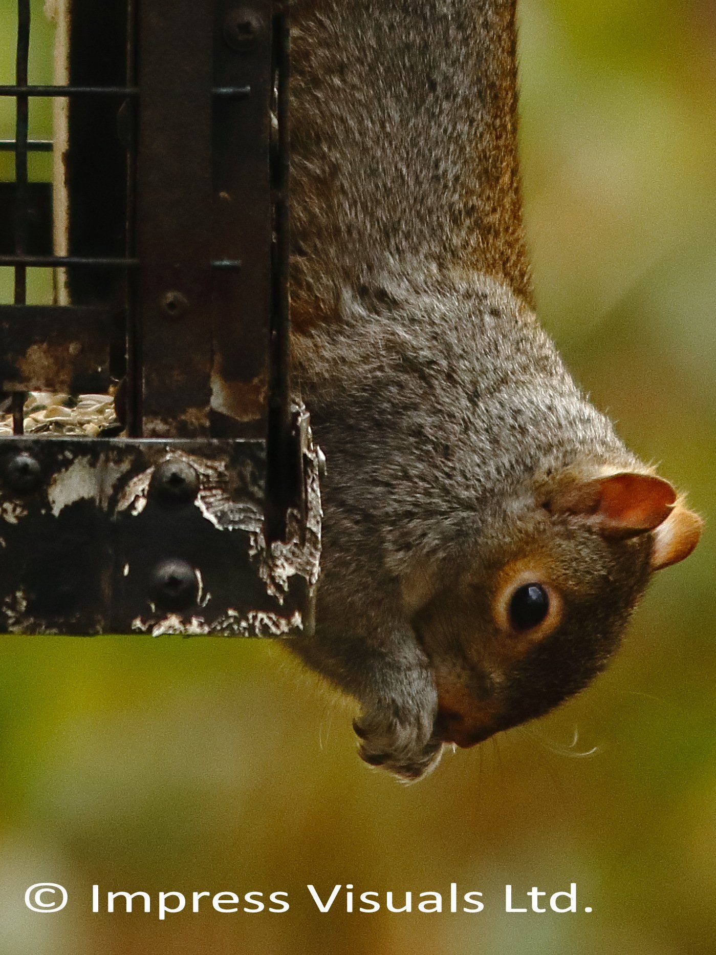 Squirrel