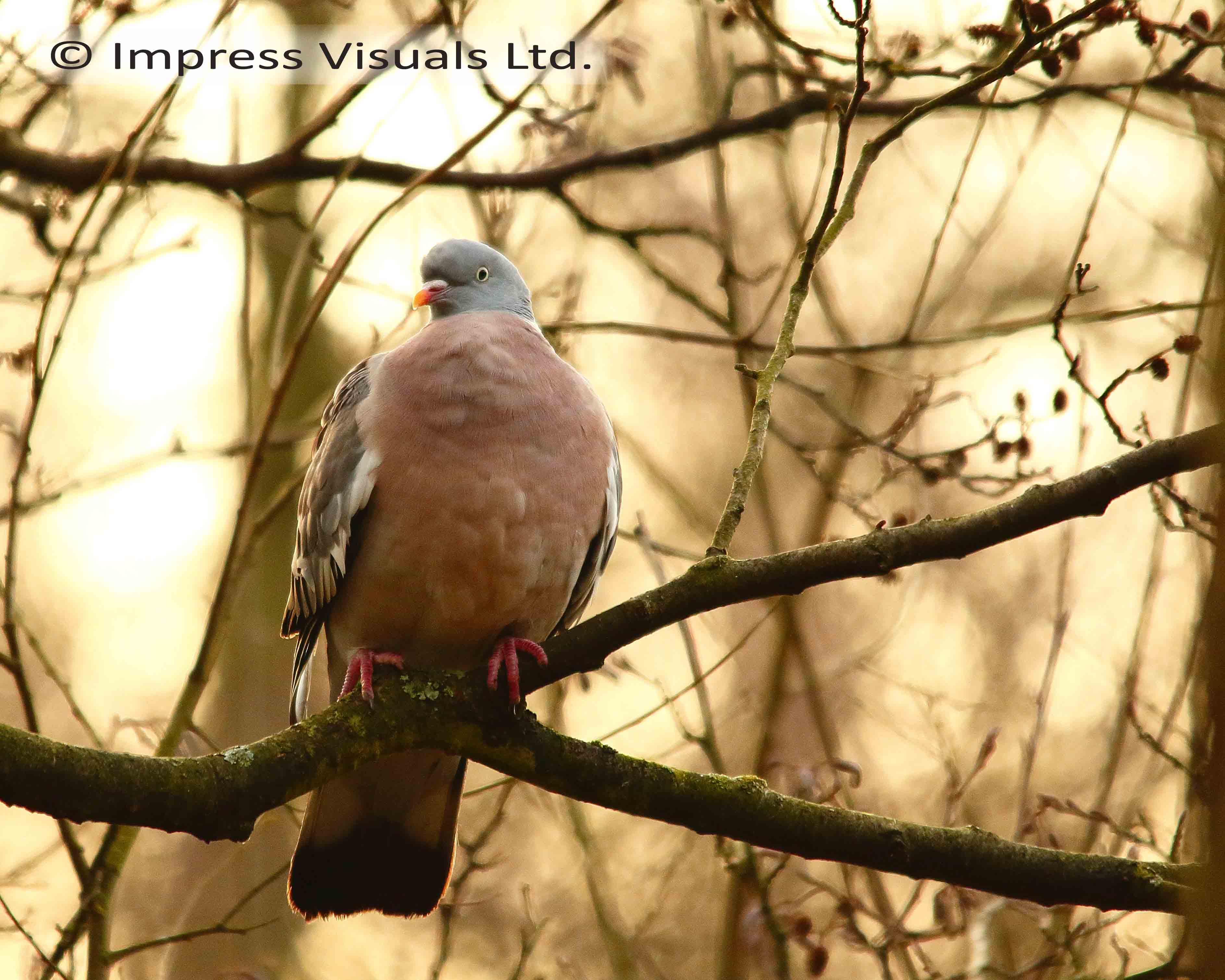 Wood Pidgeon