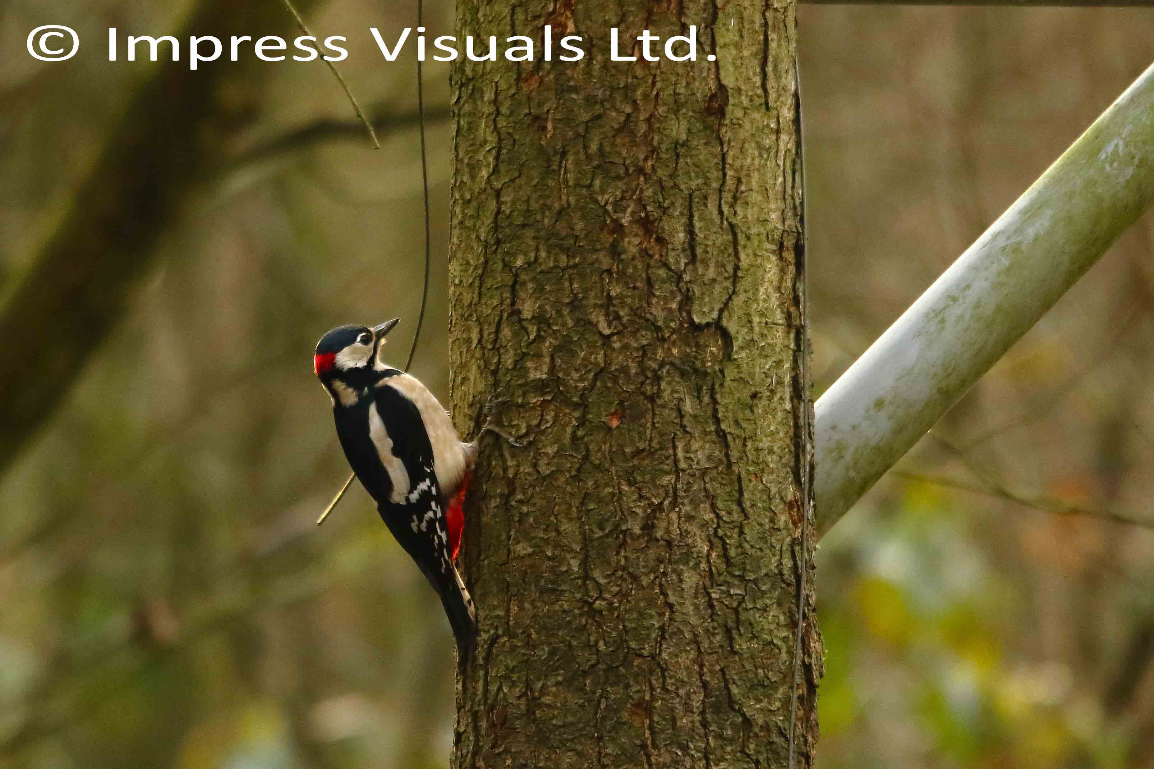 Wood Pecker