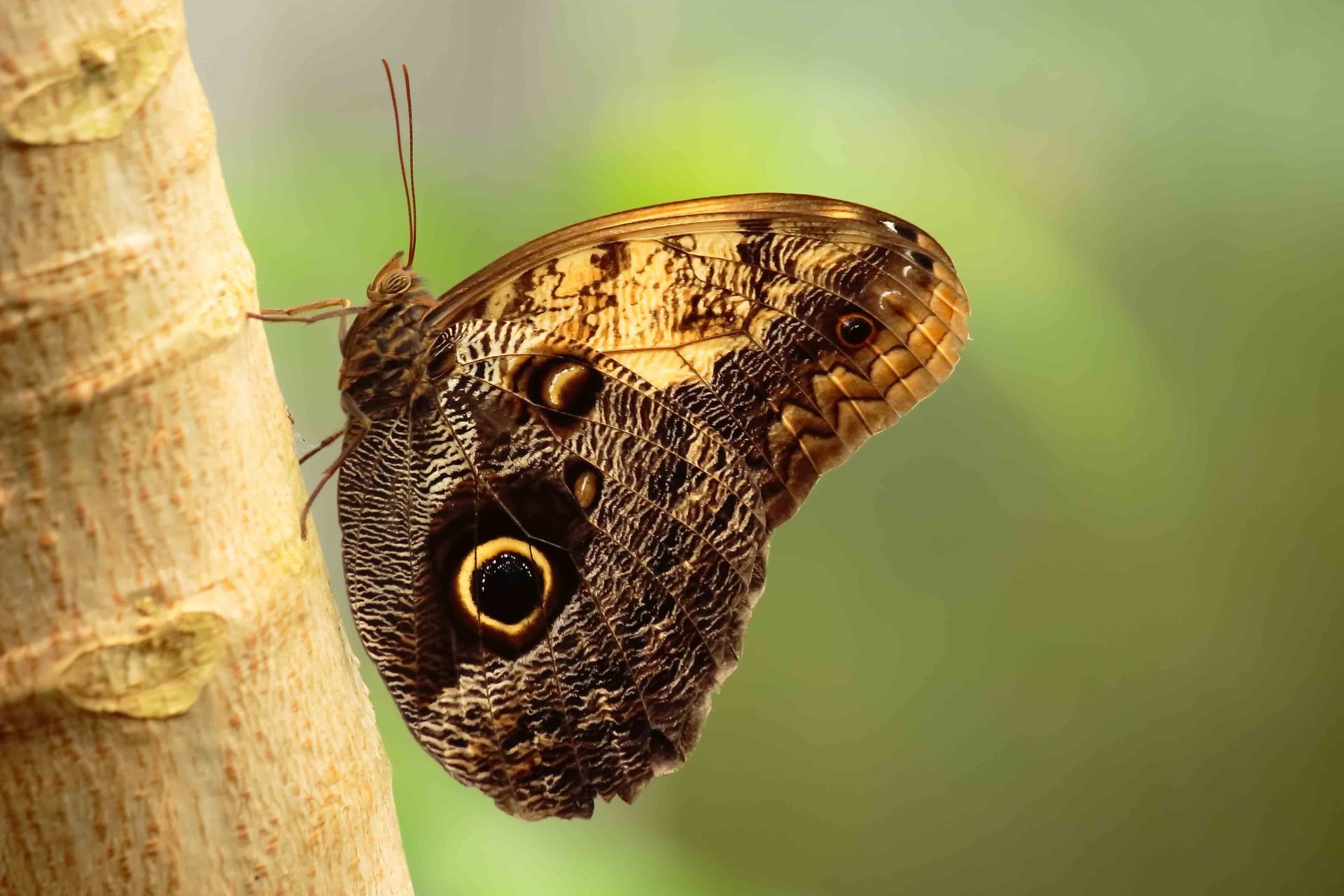 Owl Butterfly