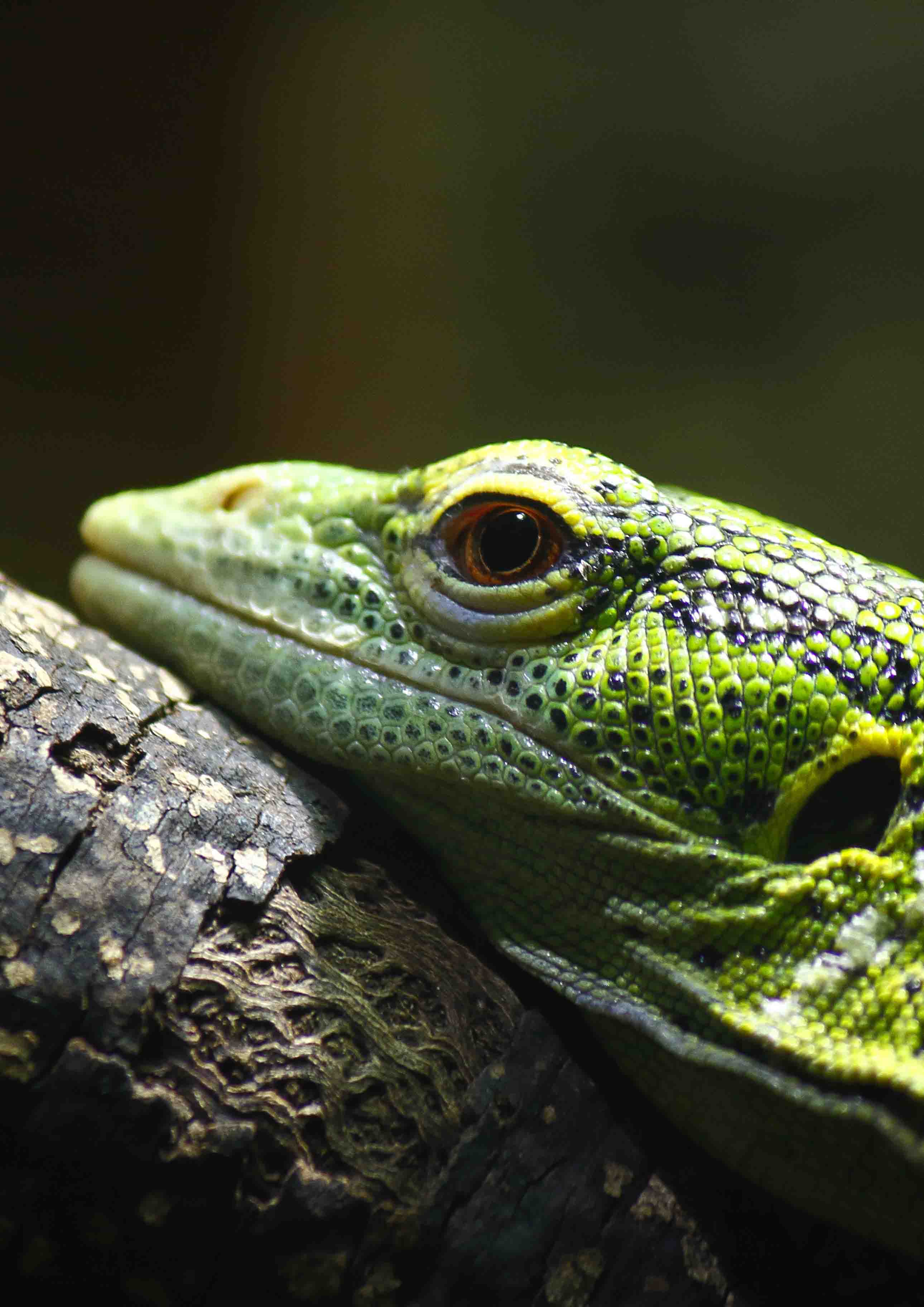 Green Lizard
