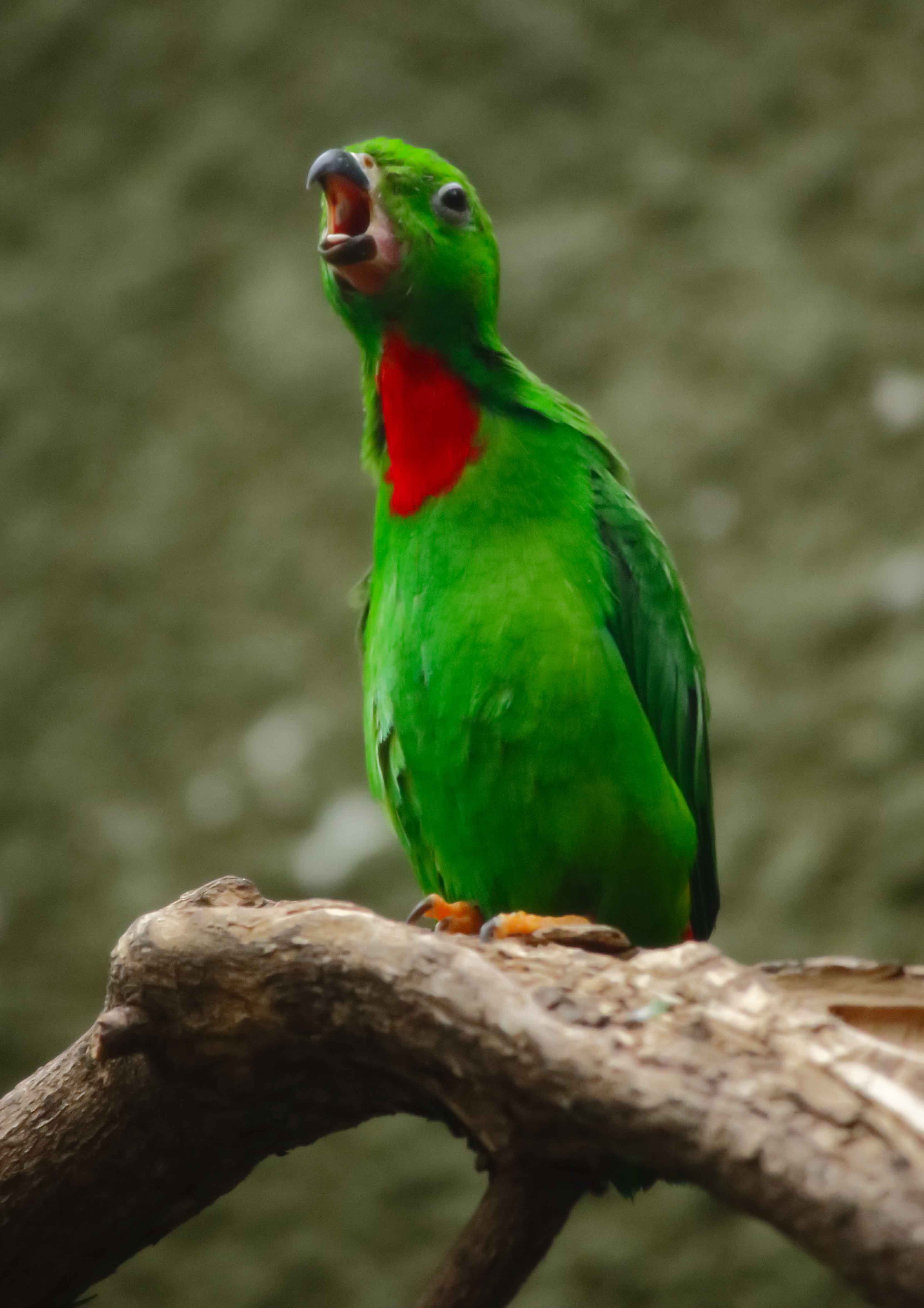 Parrot