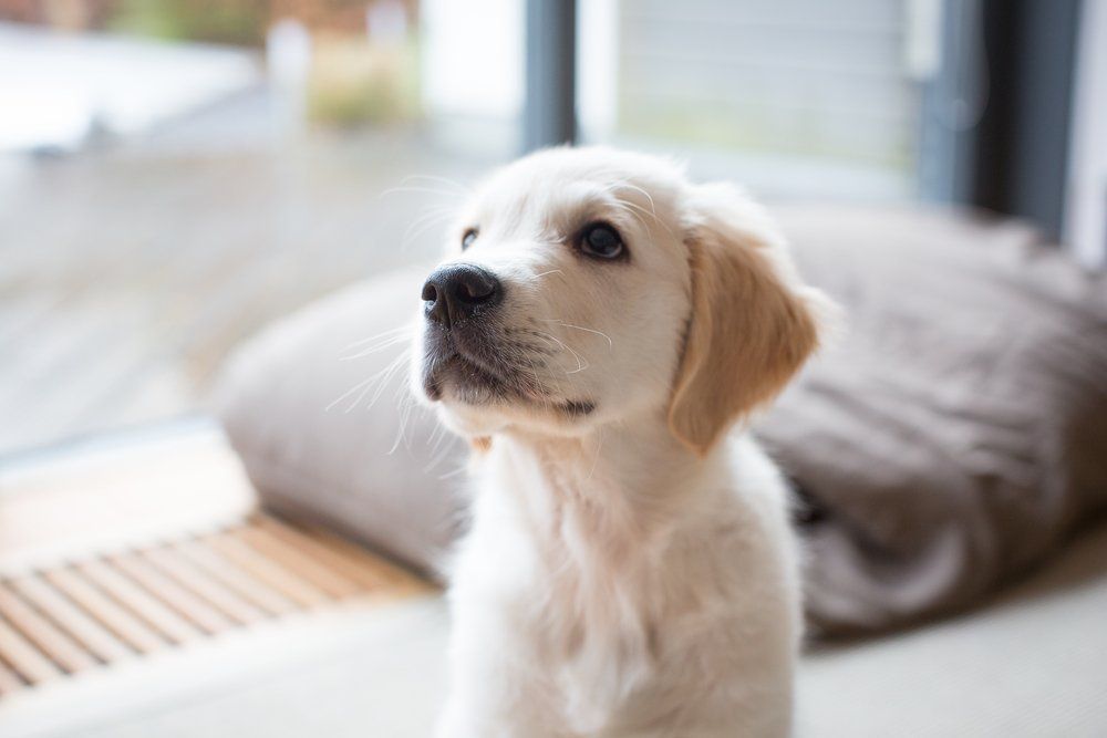Labrador Puppy — Houston, TX — Dixie Safe & Lock Service Inc. Family Going Starting a Vacation — Houston, TX — Dixie Safe & Lock Service Inc.
