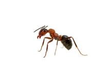Ant - insects in Sevierville TN