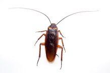 Cockroach Isolate - insects in Sevierville TN