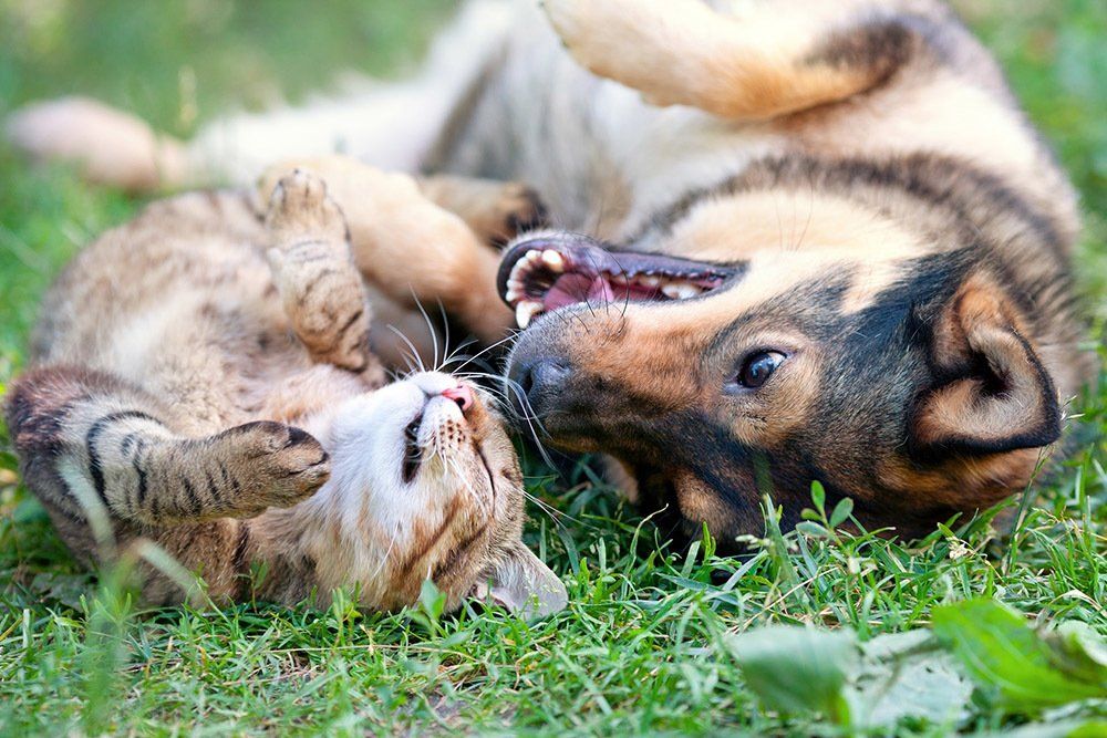 Prodotti per animali