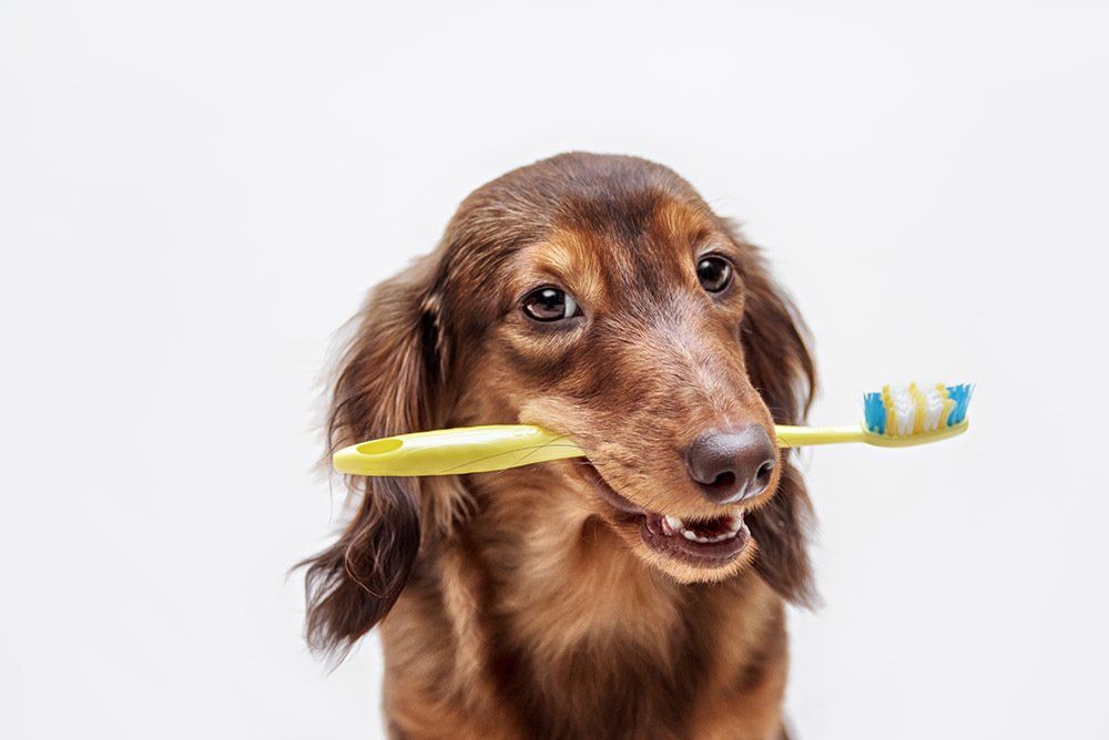 Articoli di veterinaria
