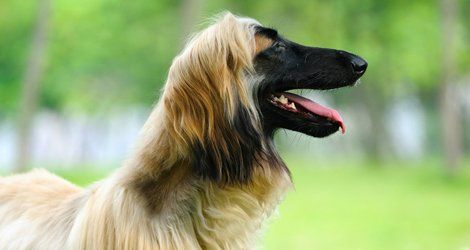 Dog grooming
