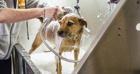 Dog grooming