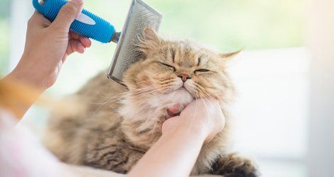 Cat grooming