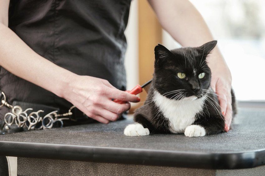 Cat grooming