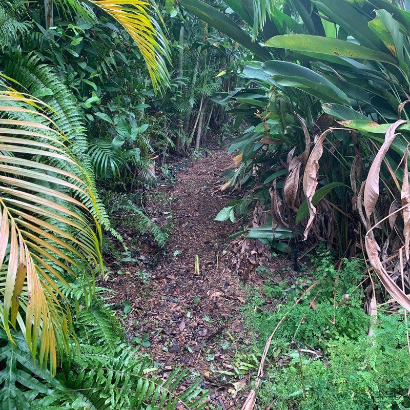 Cleaned Garden — Property Maintenance in Darwin, NT