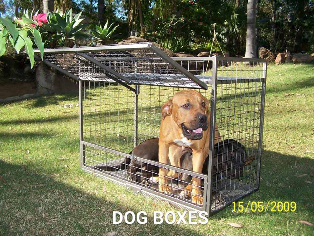 dog in a crate