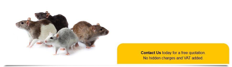 For Pest control services in Spalding call 01733 890 649 Contact Peterborough Pest Control Services