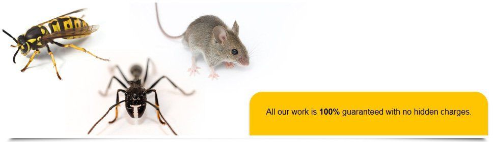 For Pest control services in Spalding call 01733 890 649 Contact Peterborough Pest Control Services