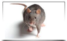 For Pest control services in Peterborough call 01733 890 649 Rats