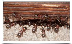 For Pest control services in Peterborough call 01733 890 649 Ants