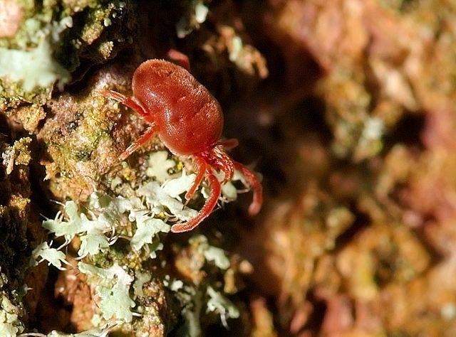 Chiggers Have a Painful Bite! Keep Them Out of Your Mid-MO Home With Atkins Pest Control.