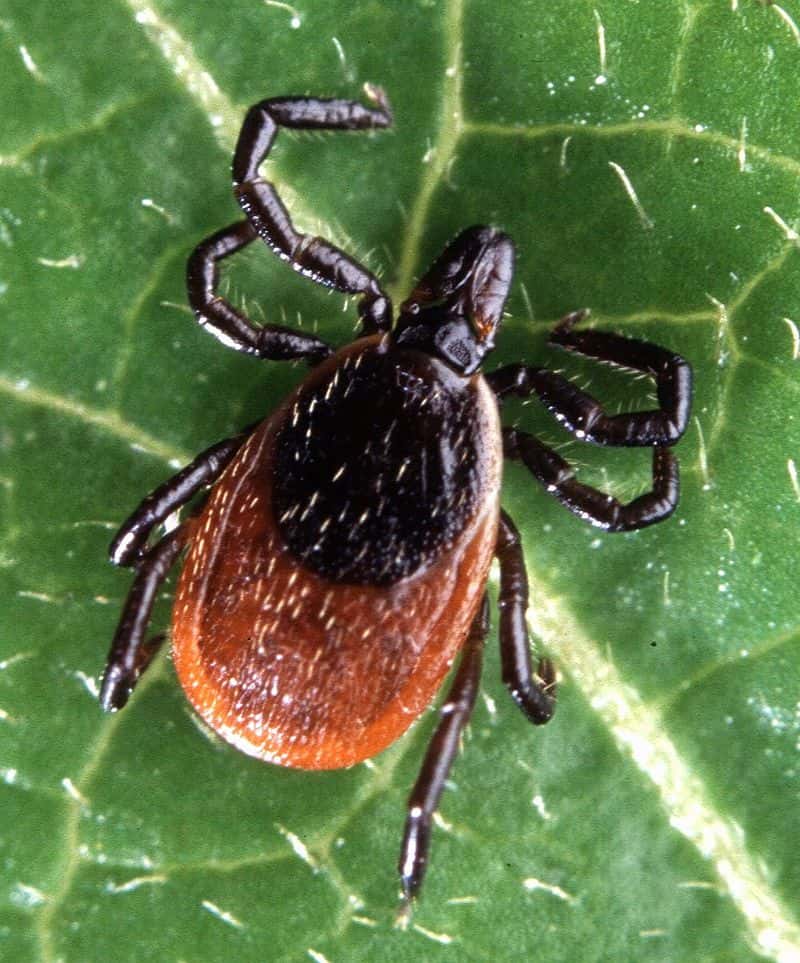 Trust Us, You Don’t Want a Tick Infestation in Mid-MO. Learn More From Atkins Pest Control.