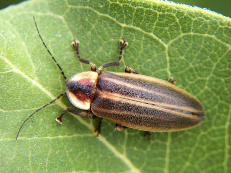 To Learn About Lightning Bugs (or Fireflies) in Mid-Missouri, Peruse Atkins’ Pest Library.