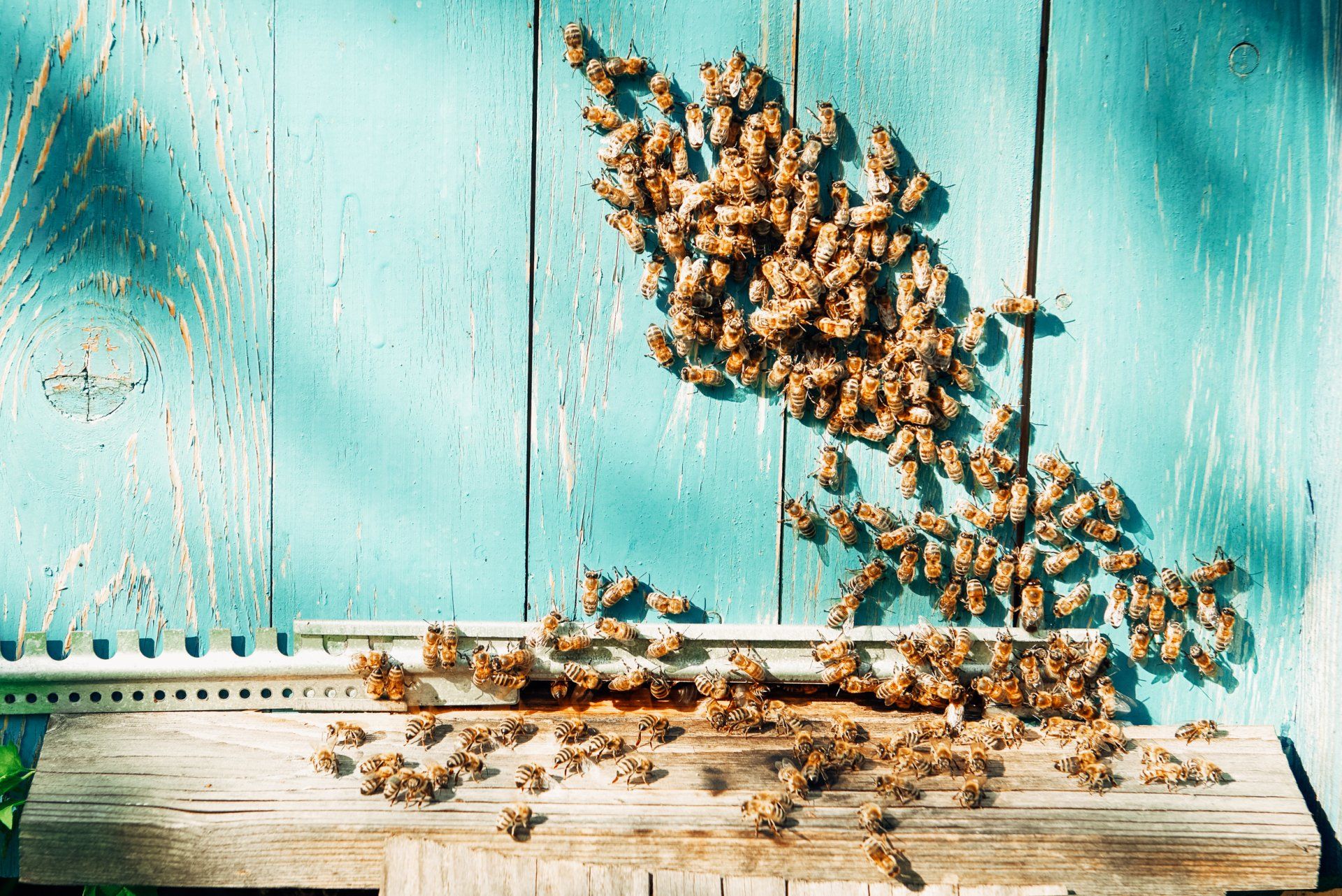You Don’t Want Carpenter Bees Swarming Your Mid-Missouri Home. Call Atkins Pest Control.
