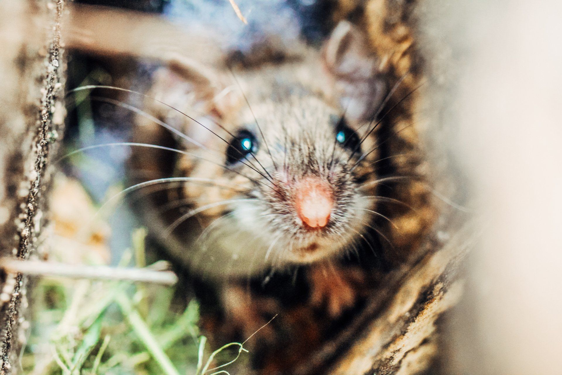 Atkins Can Help You With a Mouse Problem in Mid-Missouri. Call for Wildlife Removal Today!