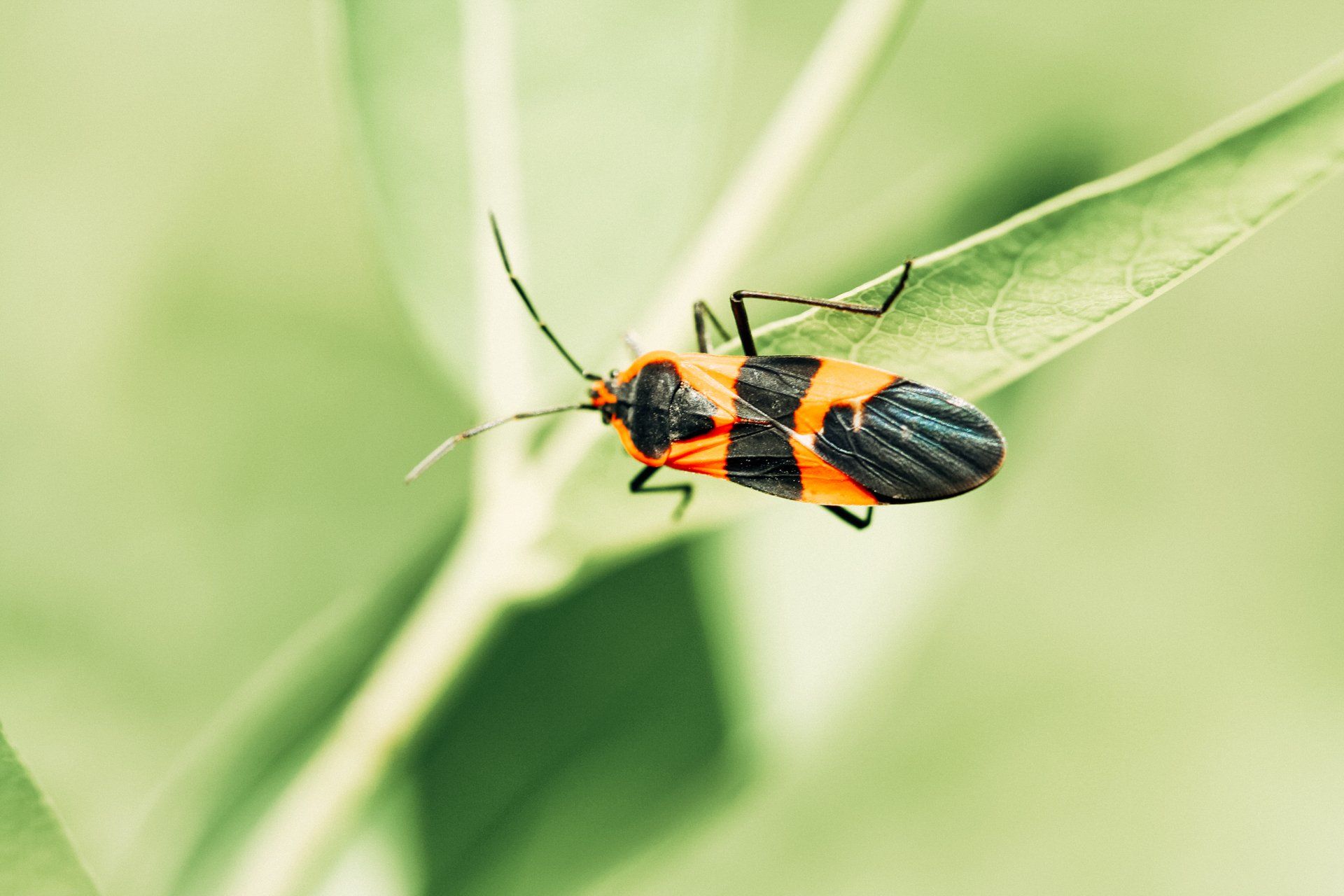 Do You Have a Pest Problem in Your Missouri Home? Contact the Pest Control Experts at Atkins.