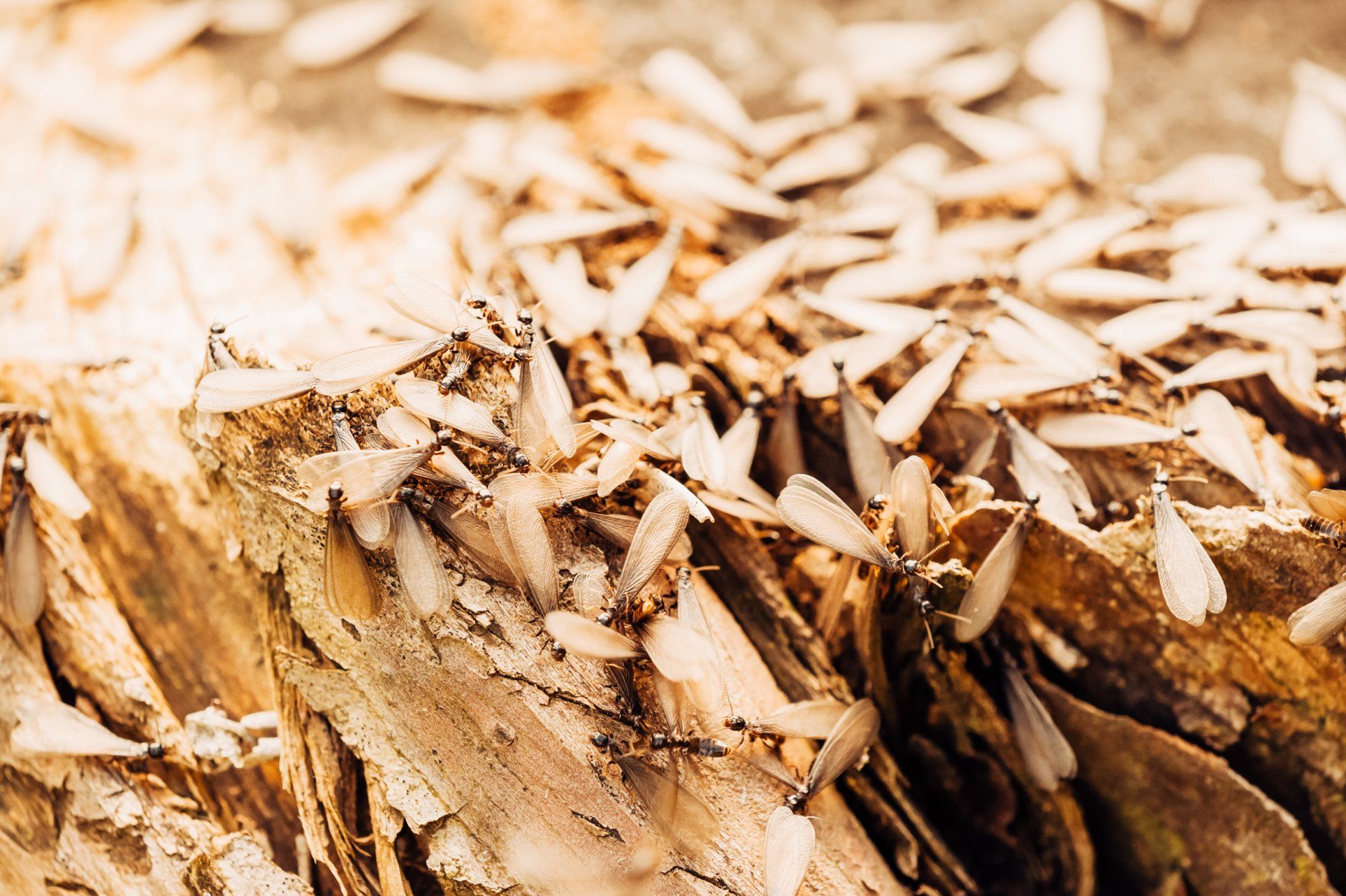 Swarming Termites Are a Serious Threat to Missouri Home Owners. Call Atkins for Termite Treatment.