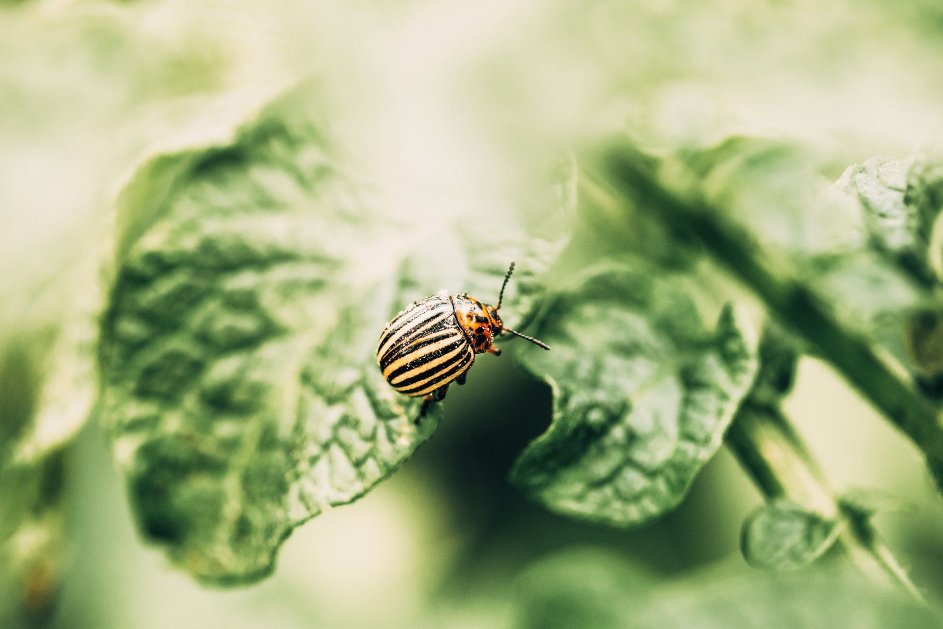 Don’t Let Pests Ruin Your Mid-MO Garden & Home. Call Atkins Pest Control Today!