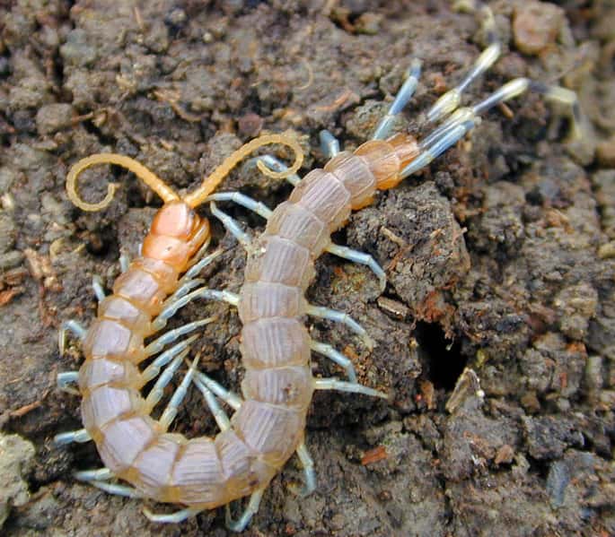 Curious About Centipedes in Mid-Missouri? Atkins Pest Control Has the Knowledge.