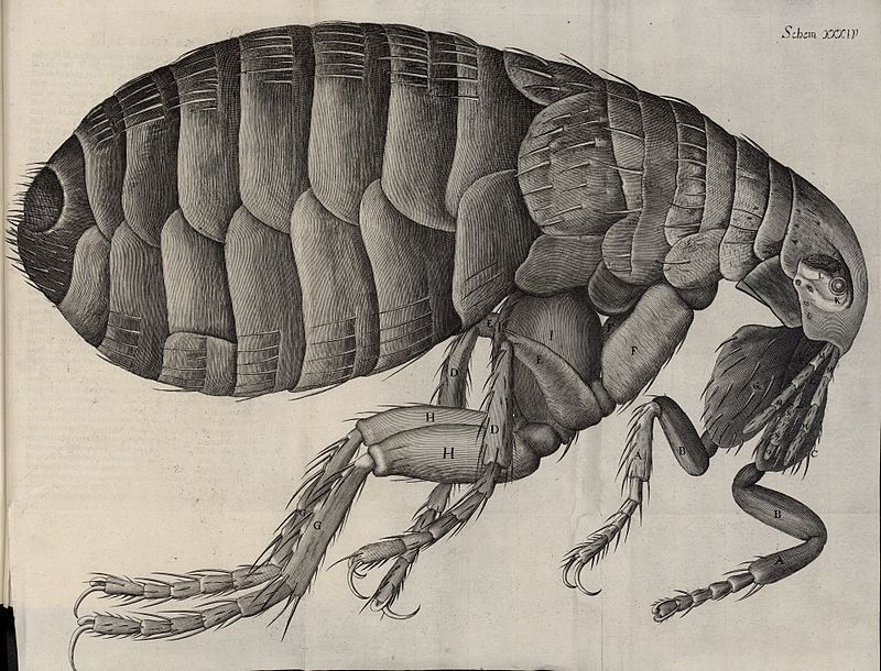 Fleas Terrorize Your Pets & Mid-MO Home. Get Rid of Them & Learn More With Atkins Pest Control.