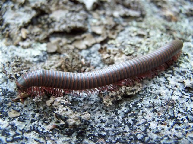 If You Find Millipedes in Your Mid-Missouri Home, Atkins Pest Control Will Fix it in a Millisecond!