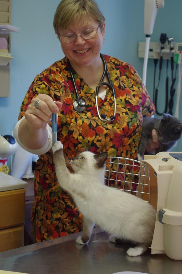 Veterinary Clinic Cat Boothbay & Damariscotta, ME