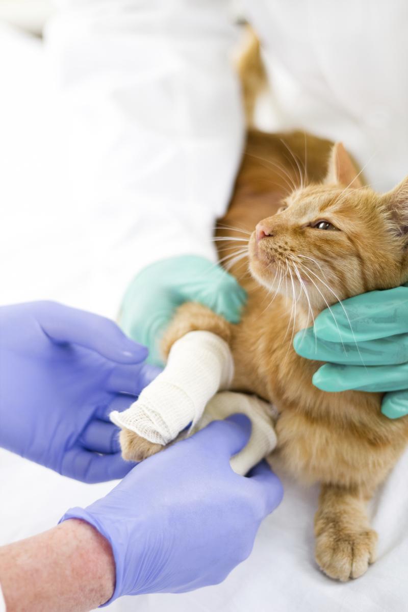 Veterinary Clinic Cat Boothbay & Damariscotta, ME