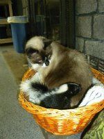 Veterinary Clinic Cat Boothbay & Damariscotta, ME