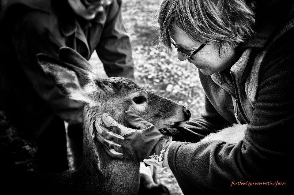 Veterinary Clinic Deer Boothbay & Damariscotta, ME