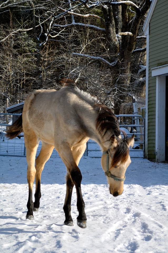 Veterinary Clinic Moonshine Boothbay & Damariscotta, ME