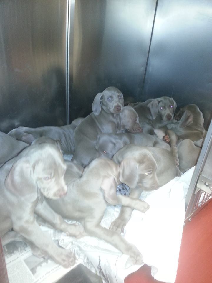 Veterinary Clinic Puppies Boothbay & Damariscotta, ME