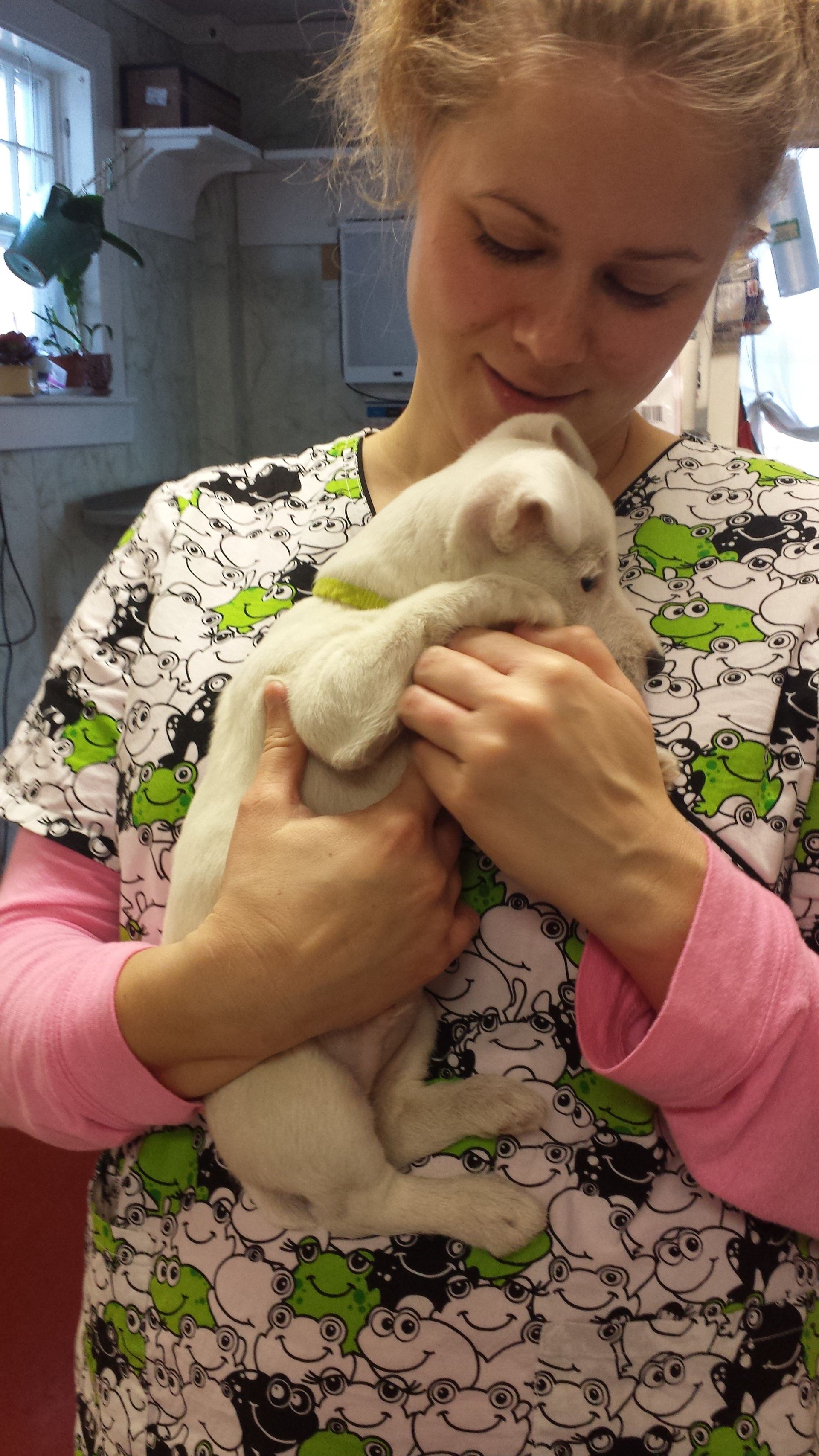 Veterinary Clinic Puppy Boothbay & Damariscotta, ME
