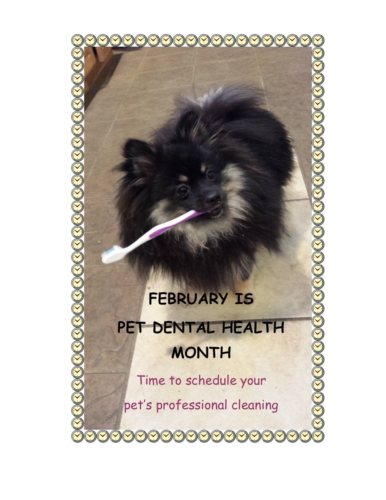 Veterinary Clinic Toothbrush Dog Boothbay & Damariscotta, ME