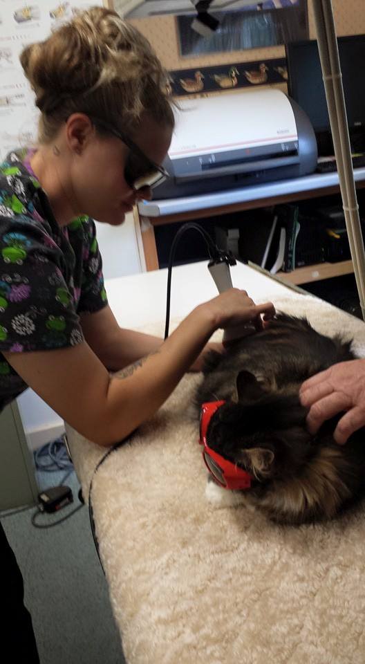 Veterinary Clinic Cat Boothbay & Damariscotta, ME