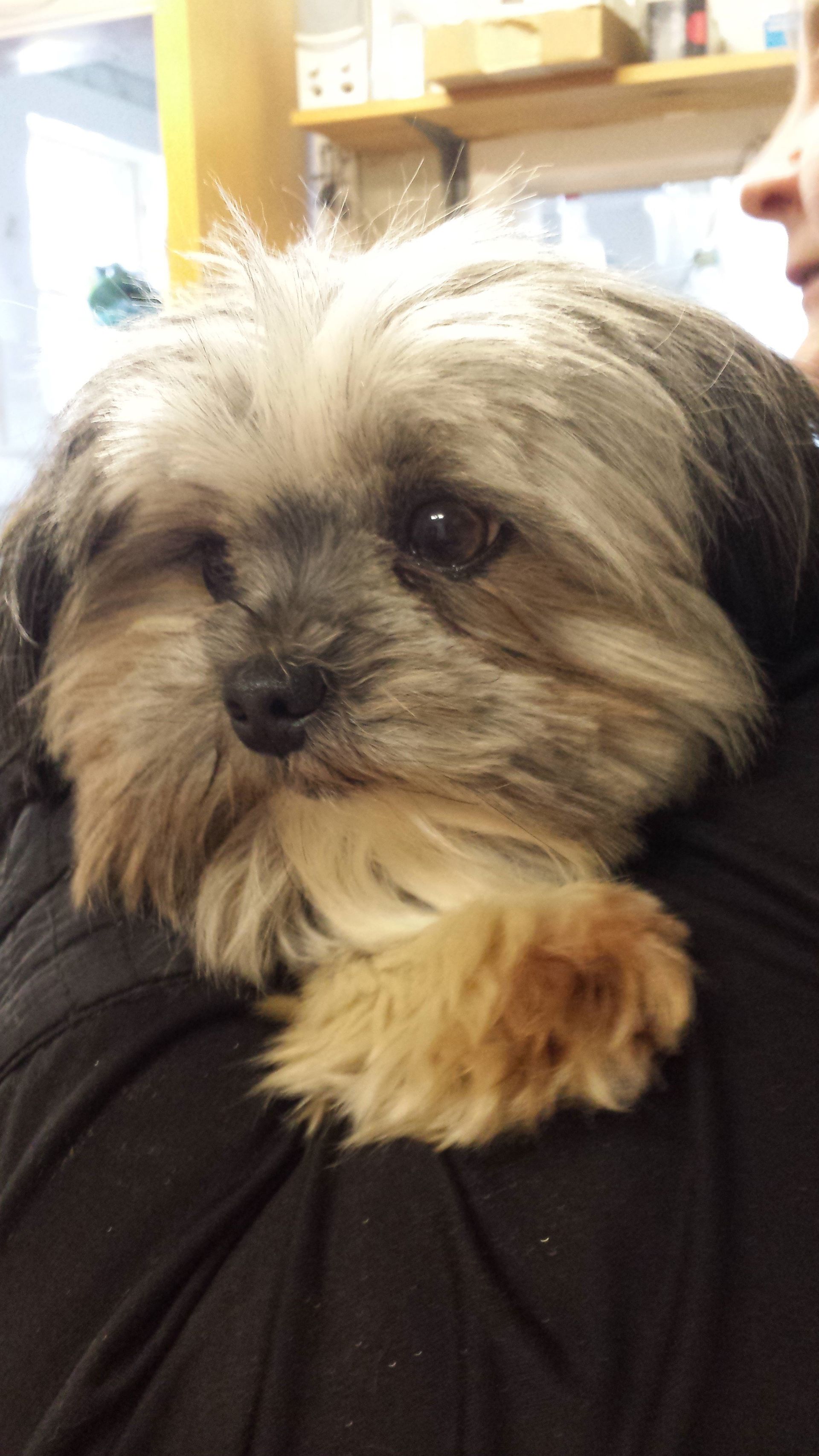 Veterinary Clinic Dog Boothbay & Damariscotta, ME